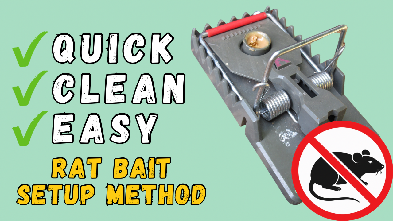 Read more about the article YouTube: Bait Your Rat Traps with No Mess