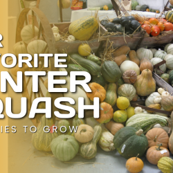 YouTube: Favorite Winter Squash Varieties