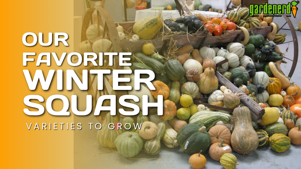 Read more about the article YouTube: Favorite Winter Squash Varieties