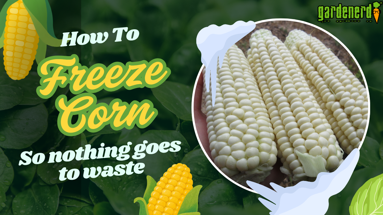 You are currently viewing YouTube: What to Do With Fresh Corn That Didn’t Fully Pollinate