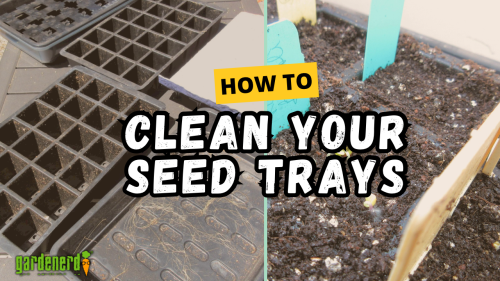 Read more about the article YouTube: How to Clean Your Seed Trays
