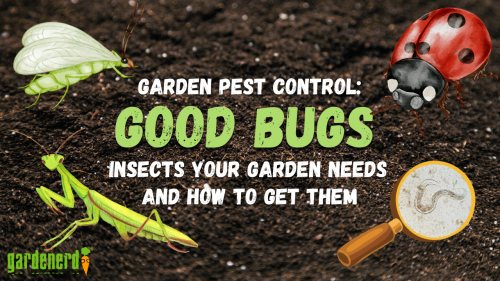 Read more about the article YouTube: Ask Gardenerd: What Insects Should I Get?