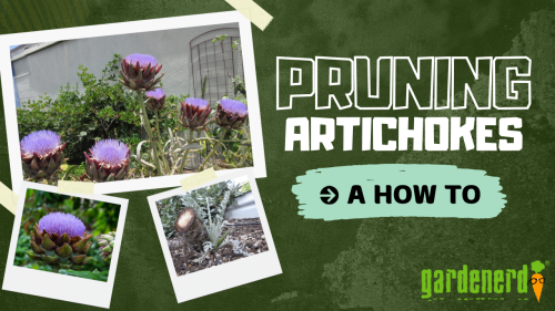 Read more about the article YouTube: How to Prune Artichokes