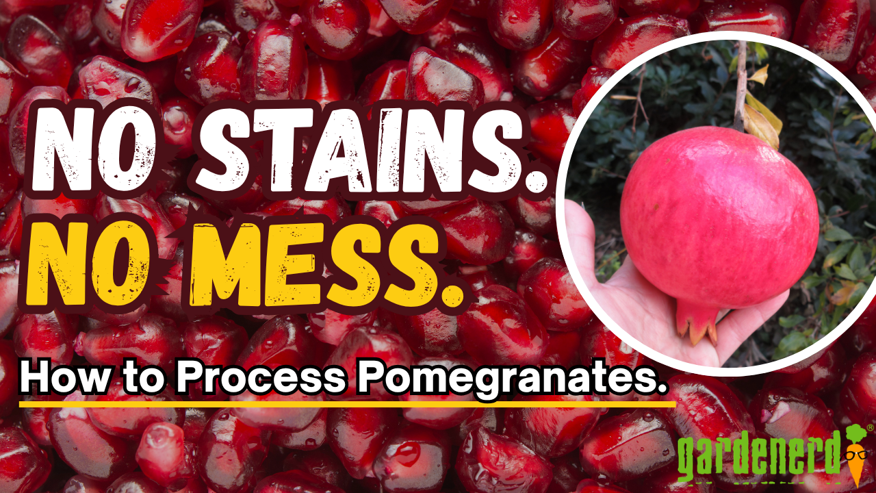 Read more about the article YouTube: How to Process Pomegranates – No Mess!