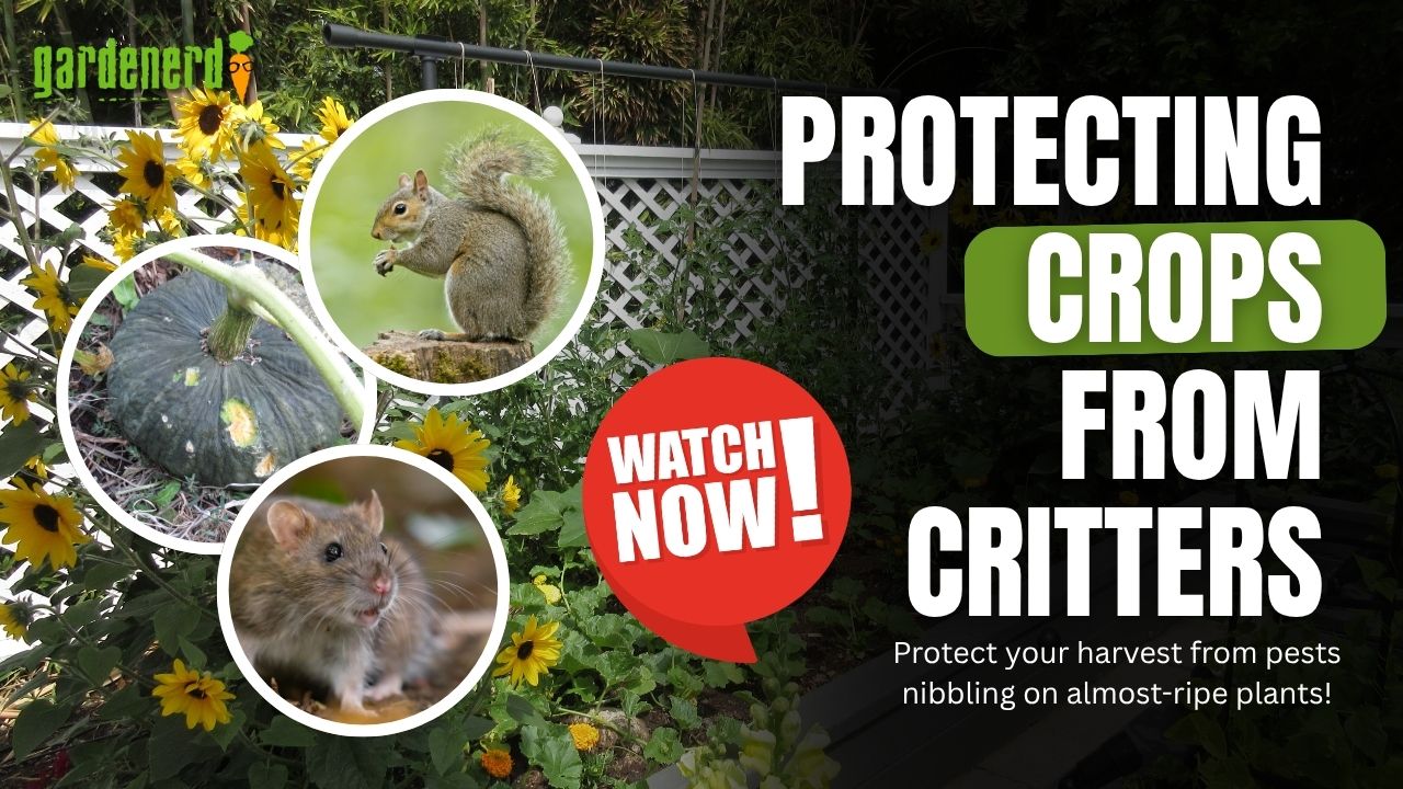 You are currently viewing YouTube: Keep Your Squash Plants Safe from Critters