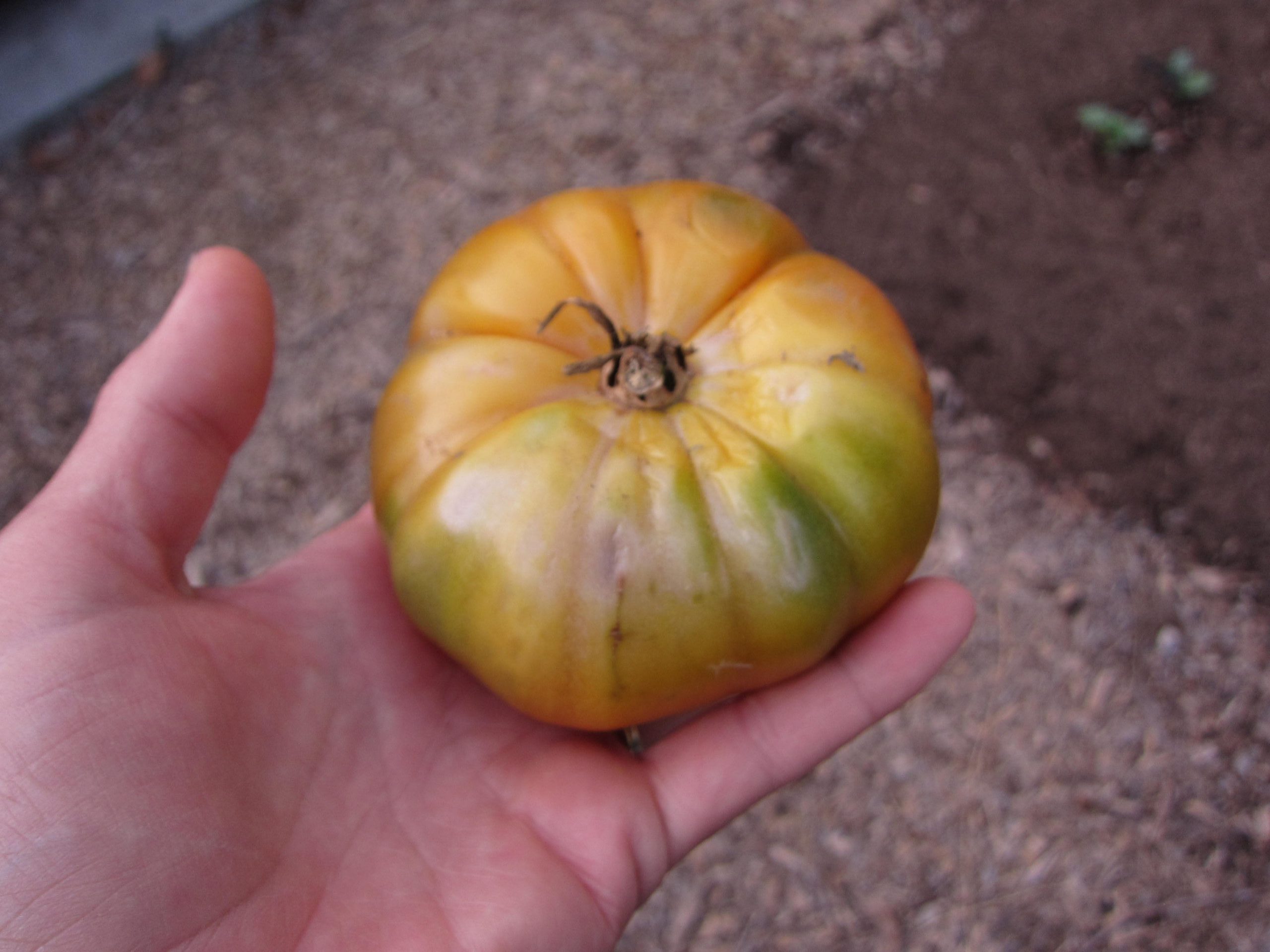 Tomato sunscald