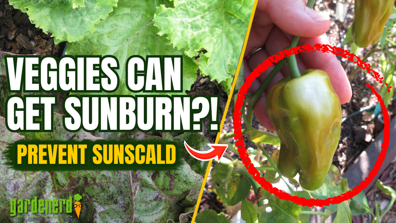 Read more about the article YouTube: How to Prevent Sunscald