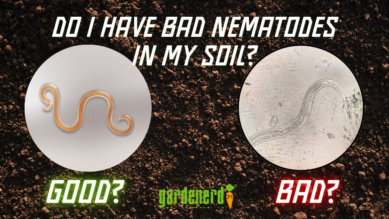 You are currently viewing Does My Soil Have Root-Feeding Nematodes?