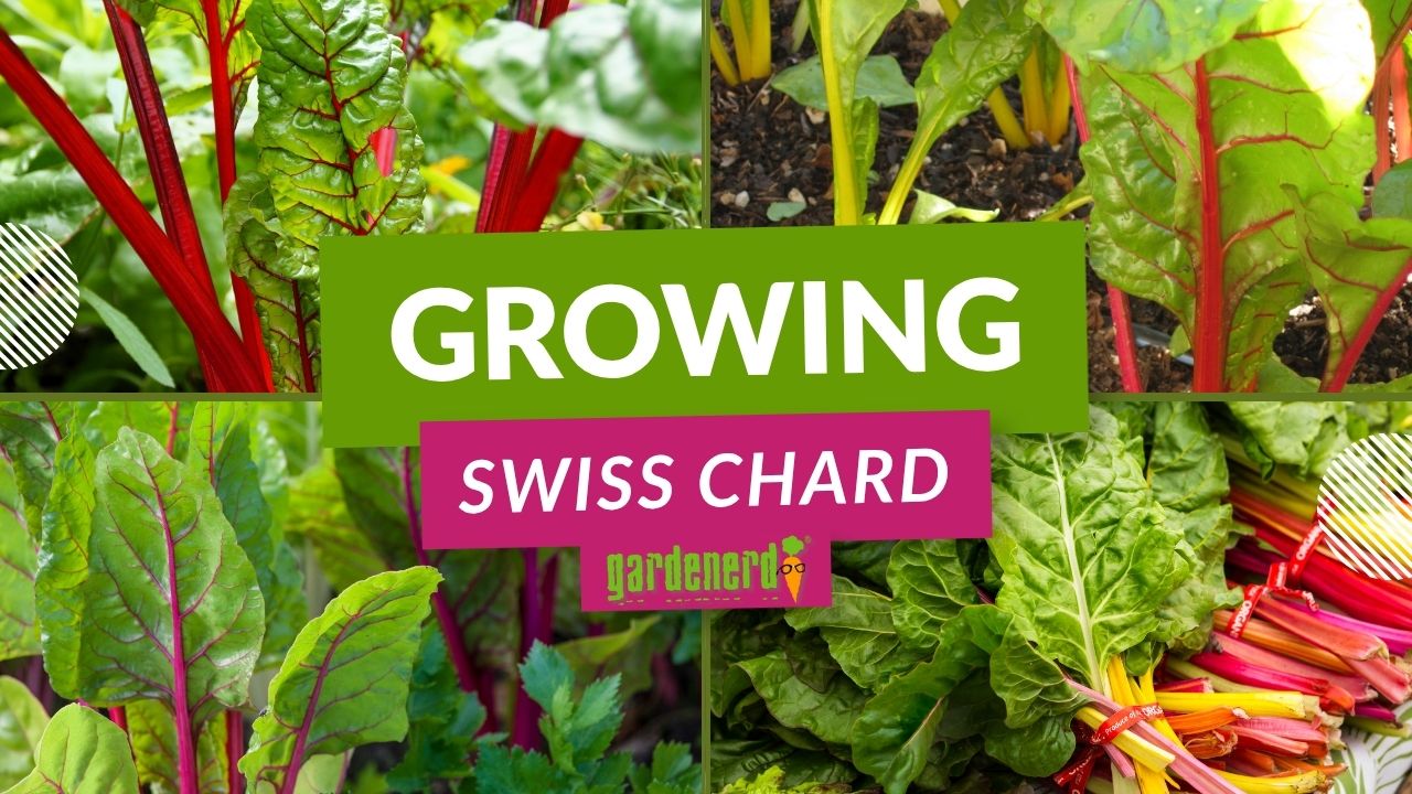 You are currently viewing YouTube: Tips for Growing Swiss Chard
